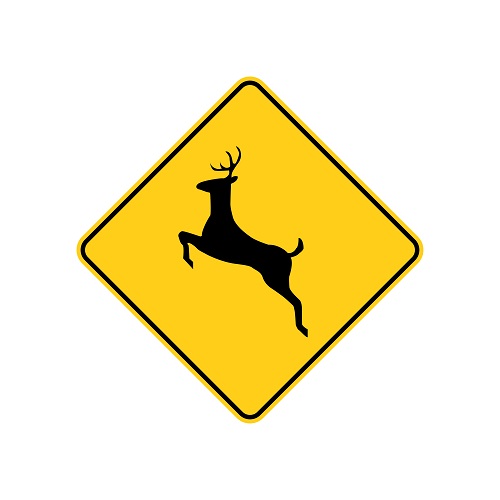 Deer Crossing